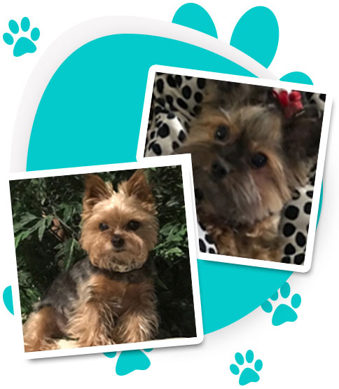  | Parti colored Yorkies