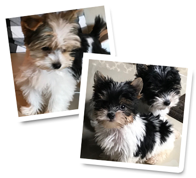  | Small breed puppies