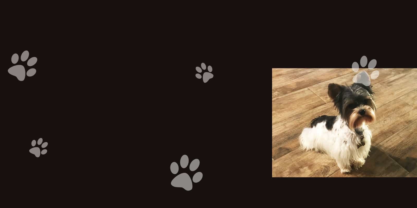 Yorkshire Terrier puppies 