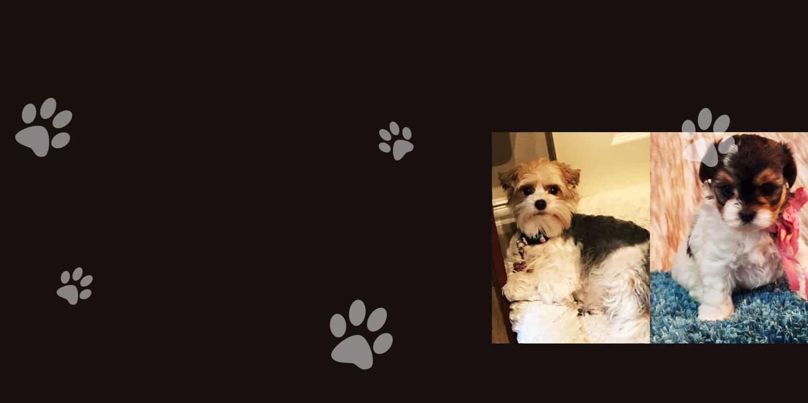 Parti colored Yorkies