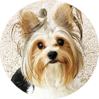 Brewer Yorkshire Terriers