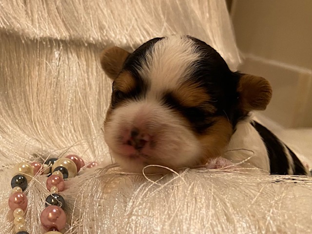 Part colored puppies