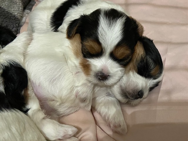  | Parti yorkie puppies 